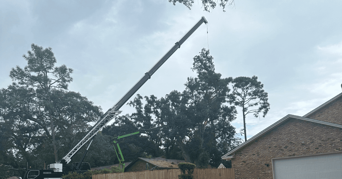 Arborist from D’s Trees removing large tree limbs safely in Pensacola, Florida