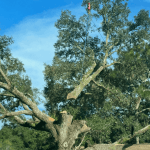 A high-capacity hydraulic crane lifting a large pine section over a residential roof in Pace, FL.
