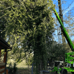 Emergency tree service removing storm damaged tree near home