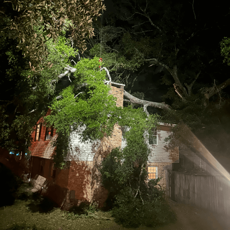 Large oak tree removal near Milton FL home