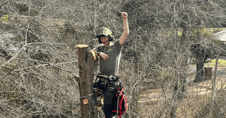 When to Call a Certified Arborist in Pace, FL
