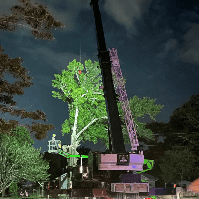 Emergency tree service in Milton after storm damage