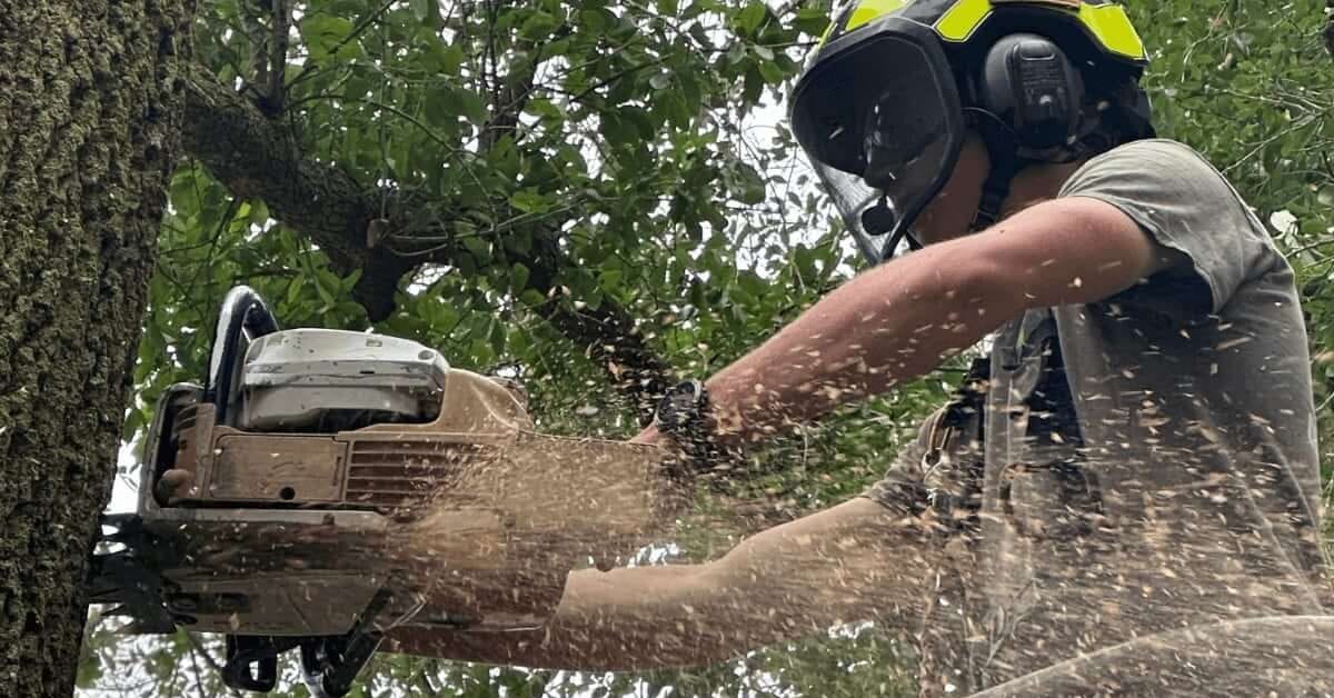 Tree removal service in Pace, FL: safely cutting down a large oak tree.