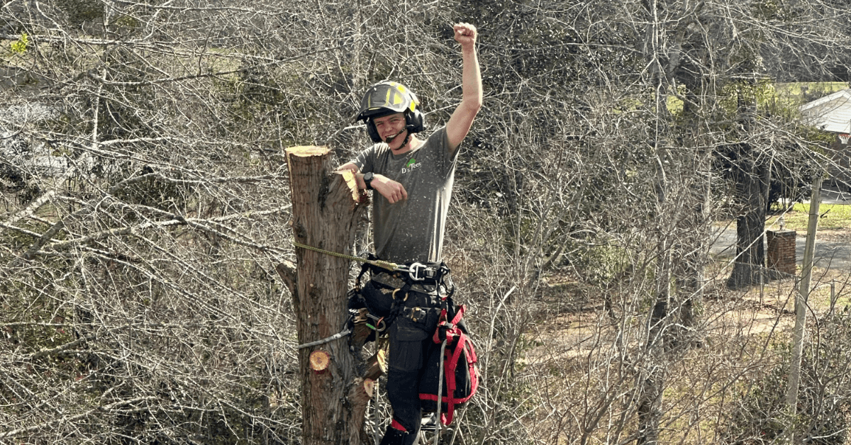 Affordable Tree Service