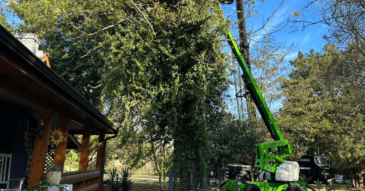 Shrub Removal Trimming