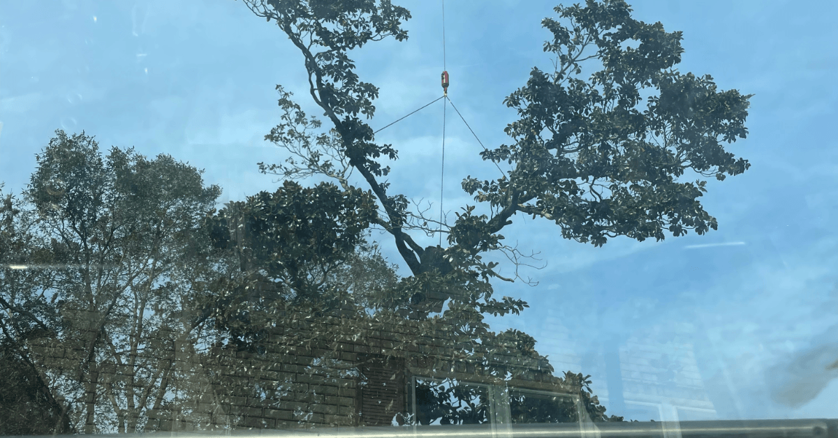 Tree Cabling & Bracing