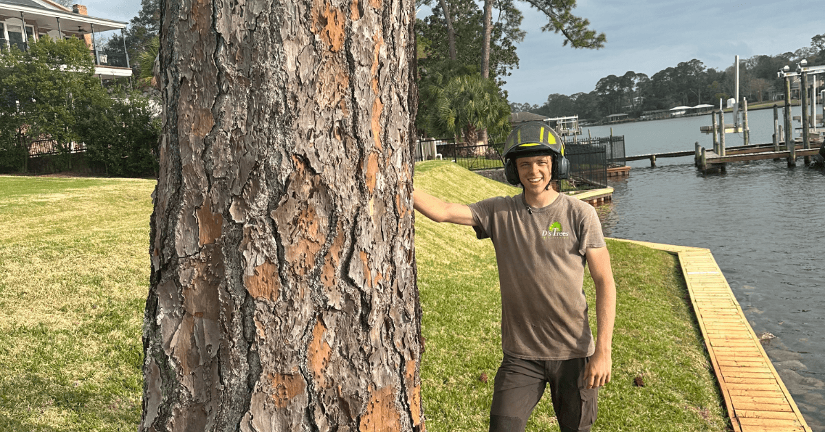 Tree Risk Assessment