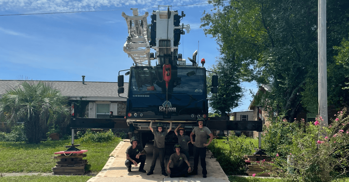 Tree Service Company