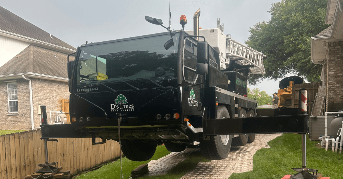 Tree Service Near Me