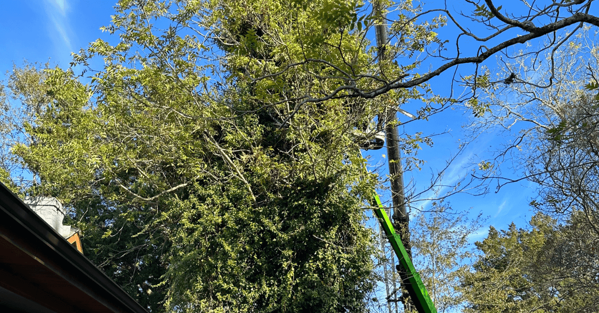 Professional arborist trimming oak tree during dormant season in Pace, Florida