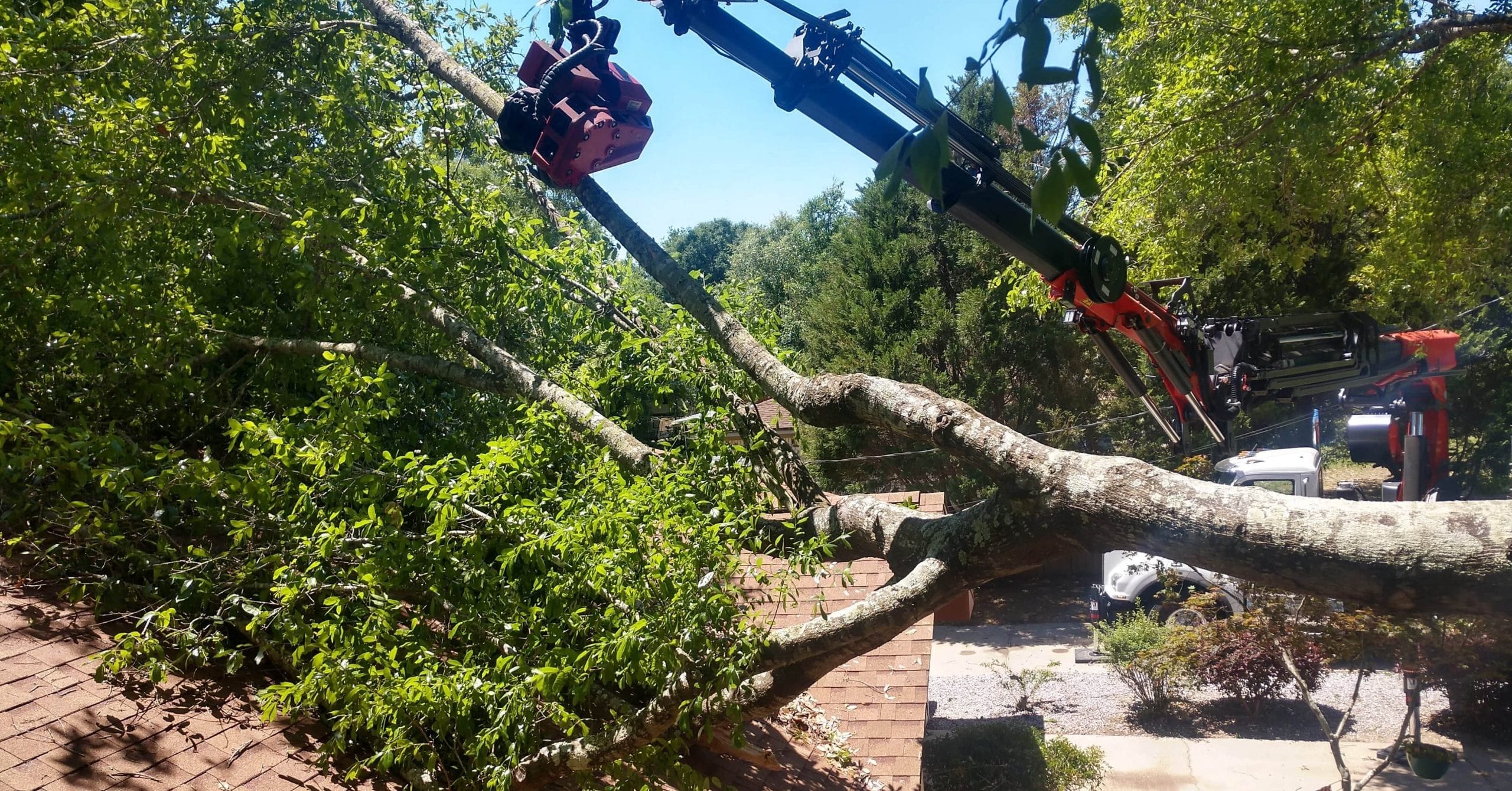 arborist working on a leaning tree