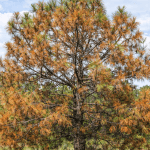 Pine tree with brown needles showing signs of stress in Northwest Florida