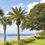 Salt-tolerant trees growing along a waterfront property in Pensacola Beach Florida