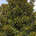 Southern Magnolia tree with no blooms during spring in Florida