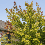 A Red Maple tree showing signs of leaf chlorosis in a Pace, FL residential yard.