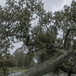 A large oak tree leaning after a week of heavy rain in Pensacola.
