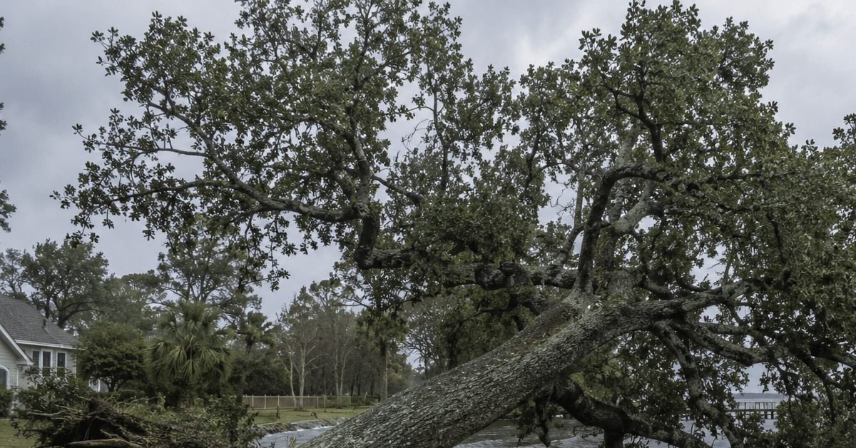A large oak tree leaning after a week of heavy rain in Pensacola.