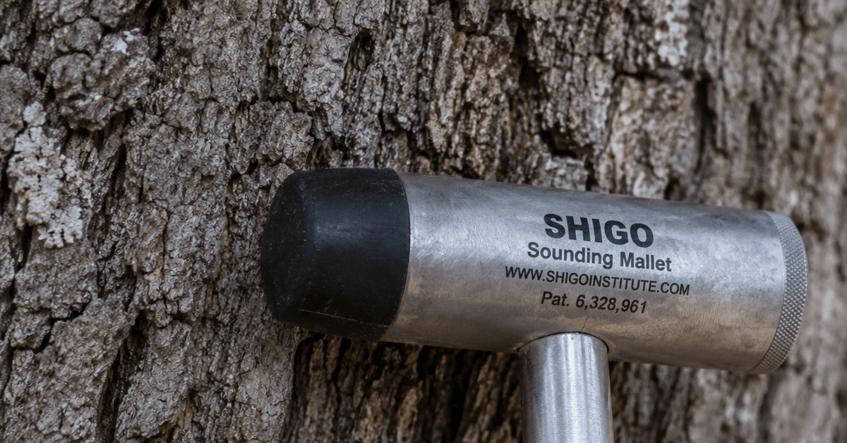 Close-up of a sounding mallet used to check for internal decay in an oak tree.