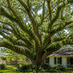 Majestic Live Oak with a wide-spreading canopy in a Pensacola residential yard.