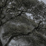 Wind‑blown salt spray hitting live oak trees along the Pensacola coastline
