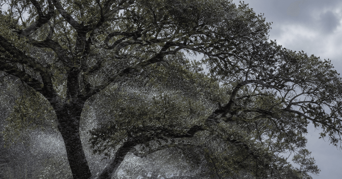Wind‑blown salt spray hitting live oak trees along the Pensacola coastline