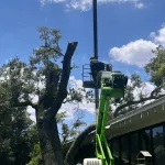 Healthy oak tree braced and pruned before hurricane season in Northwest Florida