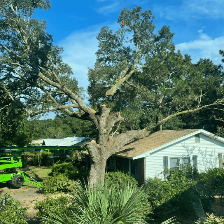 Tree trimming crew in Pensacola ensuring safe property clearance