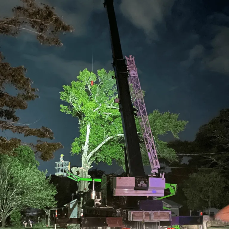 Emergency tree service in Milton after storm damage