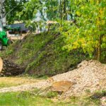 Tree with yellowing leaves showing nutrient stress in Northwest Florida