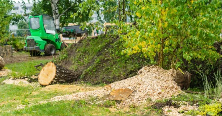Tree with yellowing leaves showing nutrient stress in Northwest Florida