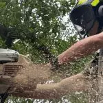 Tree removal service in Pace, FL: safely cutting down a large oak tree.