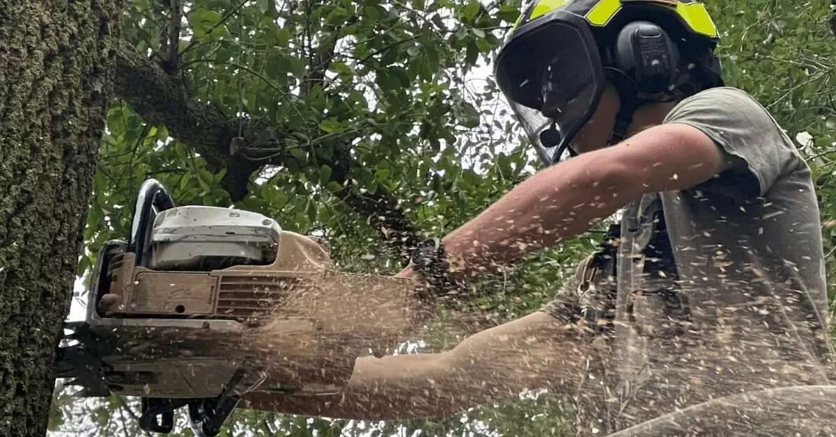 Tree removal service in Pace, FL: safely cutting down a large oak tree.