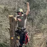 Affordable Tree Service