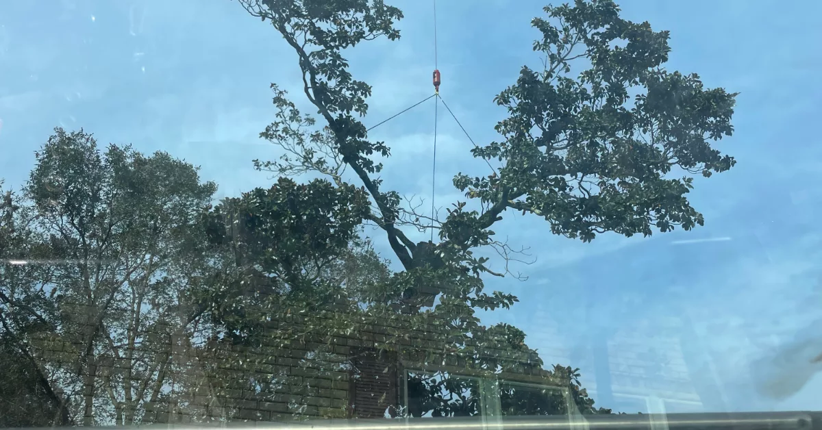 Tree Cabling & Bracing