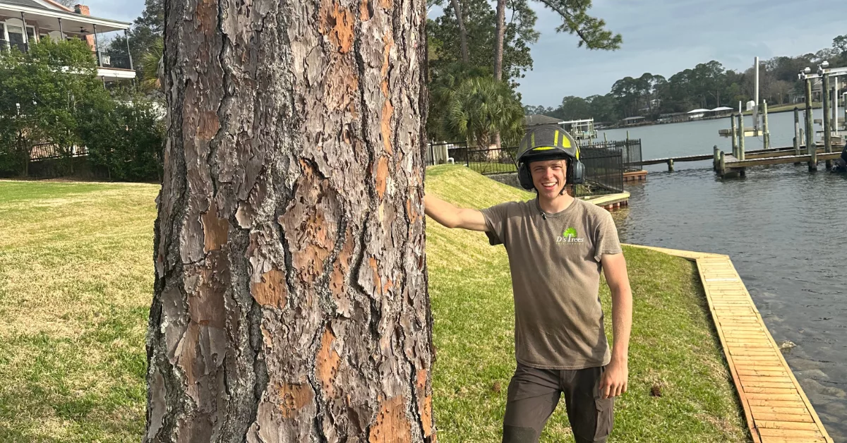 Tree Risk Assessment