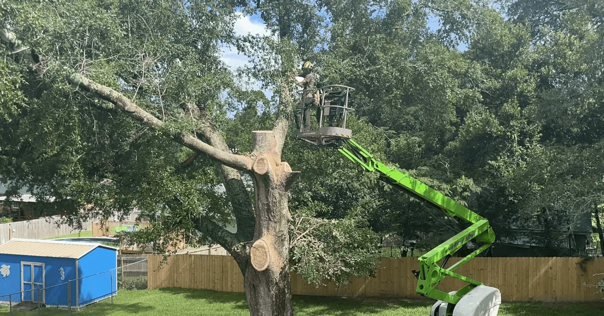 Tree Trimming Pace, FL | Expert Tree Care for Local Homes