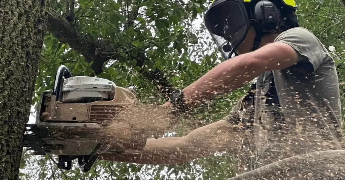 Tree service expert assessing storm-damaged oak tree in Pensacola, Florida