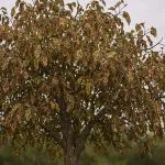 sings of a sick tree