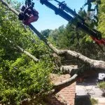 arborist working on a leaning tree