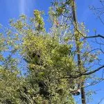 Certified arborist inspecting a cracked tree branch during a hazard assessment