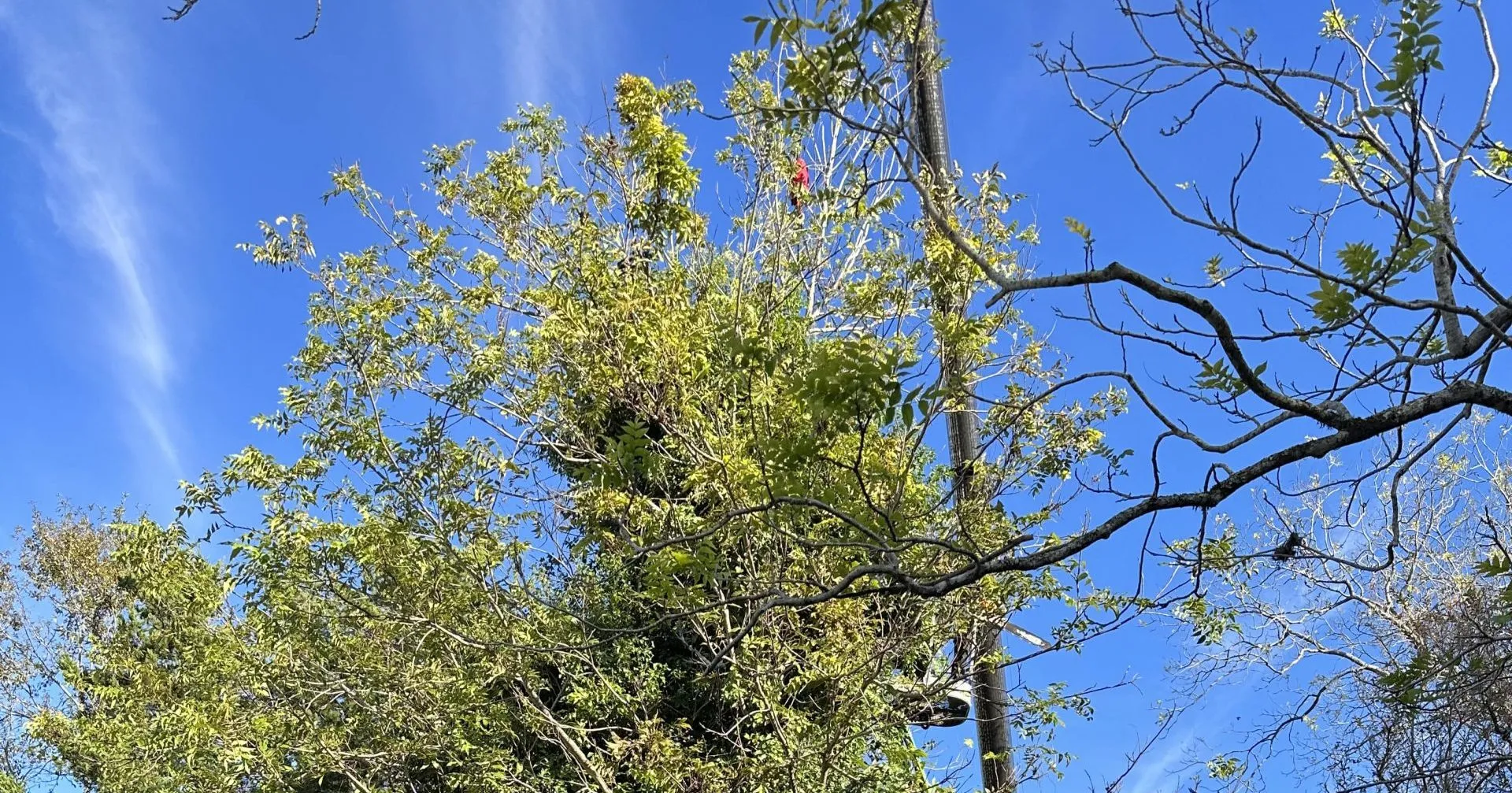 Certified arborist inspecting a cracked tree branch during a hazard assessment