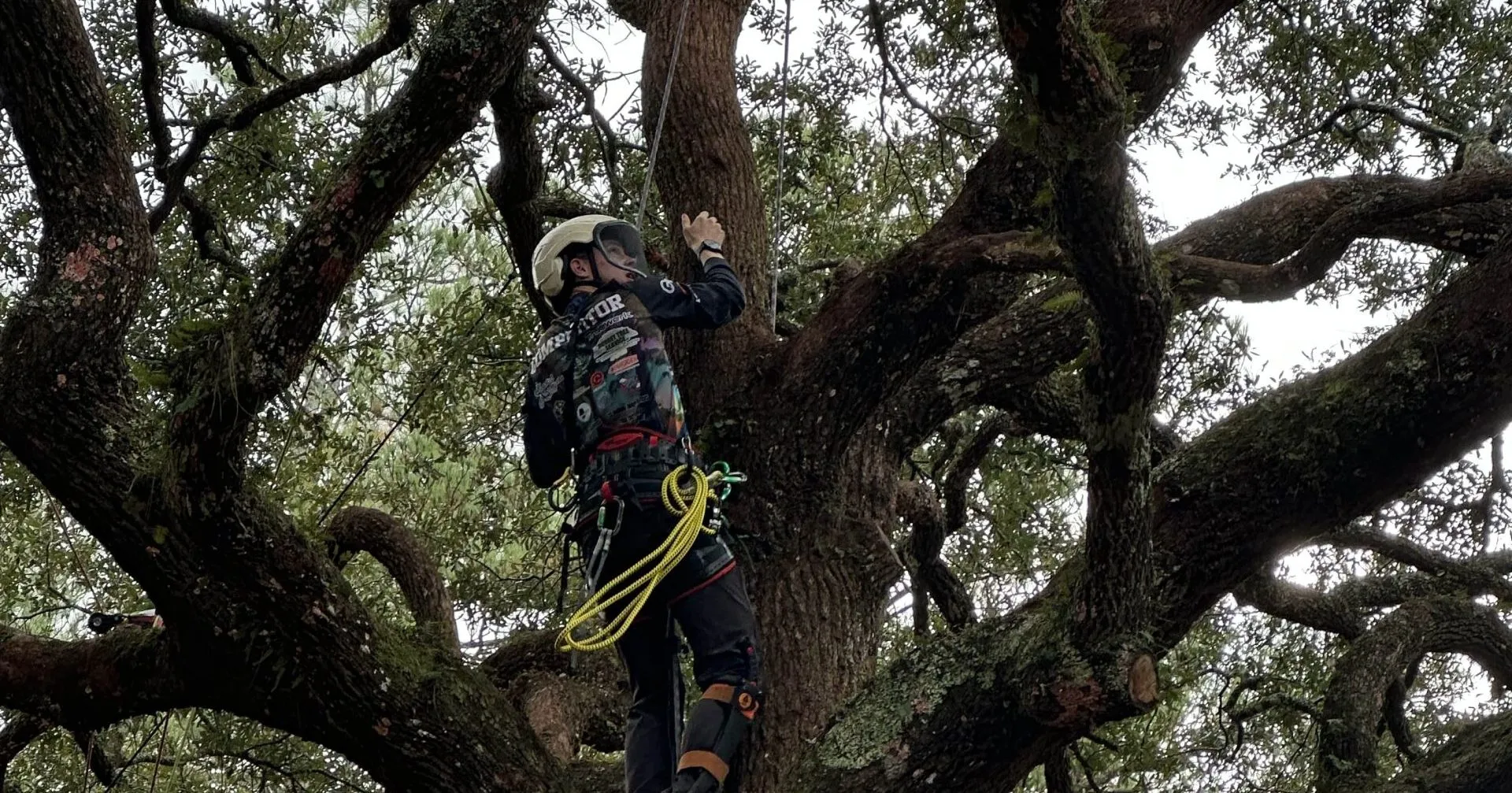 how humid Florida weather impacts tree health