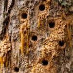 Tree borer damage on a tree trunk in Pensacola, Florida