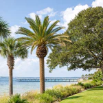 Salt-tolerant trees growing along a waterfront property in Pensacola Beach Florida