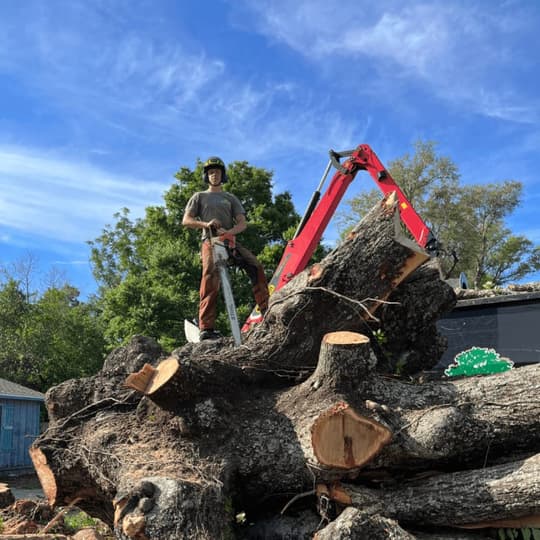 Professional tree removal in Pace FL with certified arborist