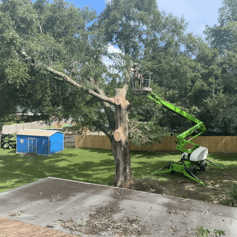 Emergency response team handling fallen tree in Pace