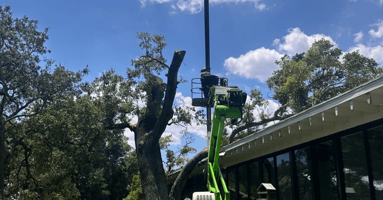 Healthy oak tree braced and pruned before hurricane season in Northwest Florida