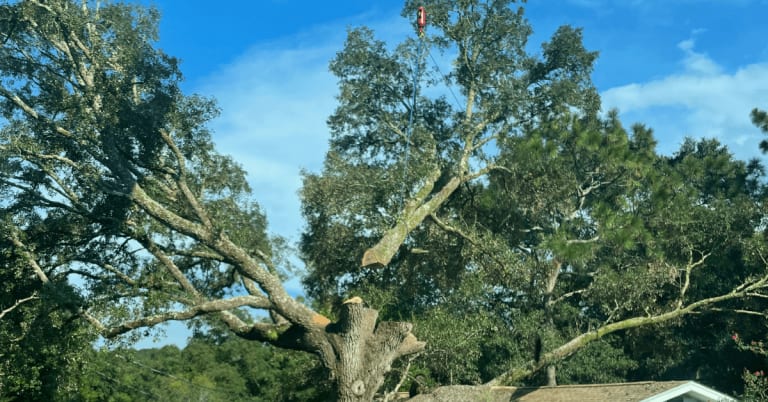 A high-capacity hydraulic crane lifting a large pine section over a residential roof in Pace, FL.