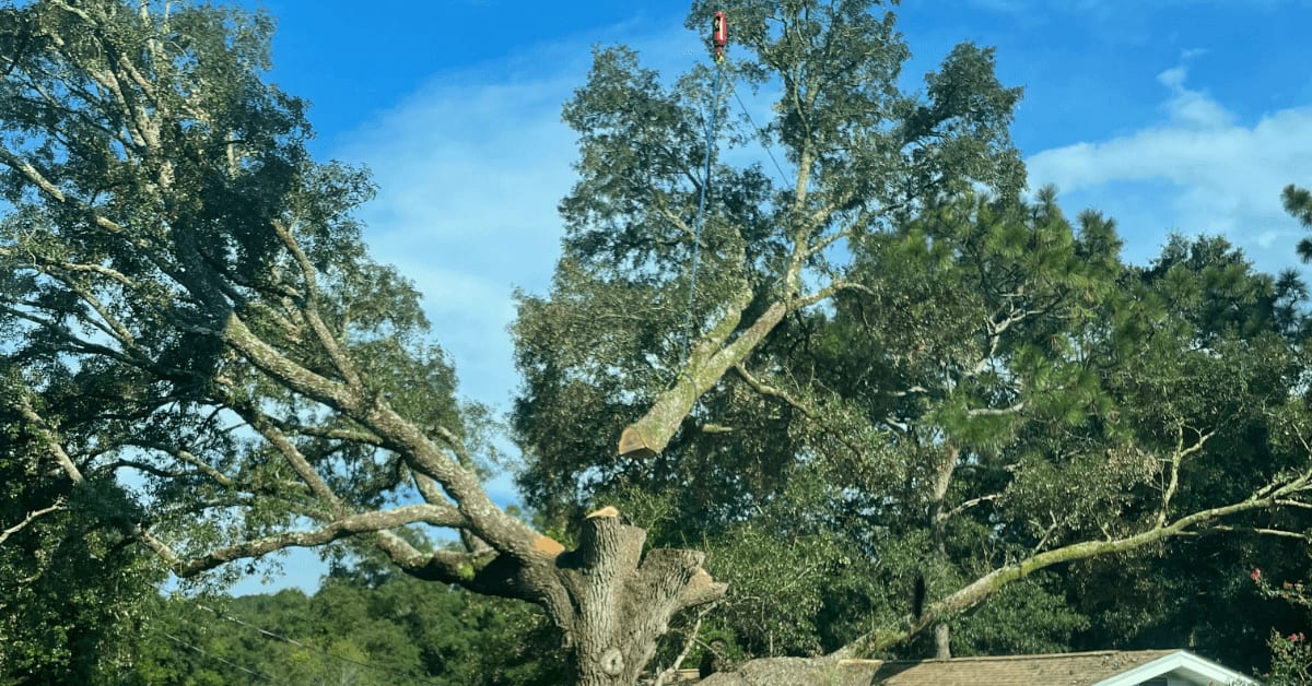 A high-capacity hydraulic crane lifting a large pine section over a residential roof in Pace, FL.