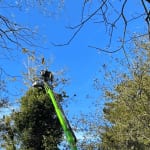 Crane lifting a hazardous pine tree over a residential property in Northwest Florida.